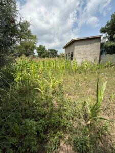 the state of the corn in Ethiopia due to the drought. This is the home of one of Hawassa Hope's sponsor families.